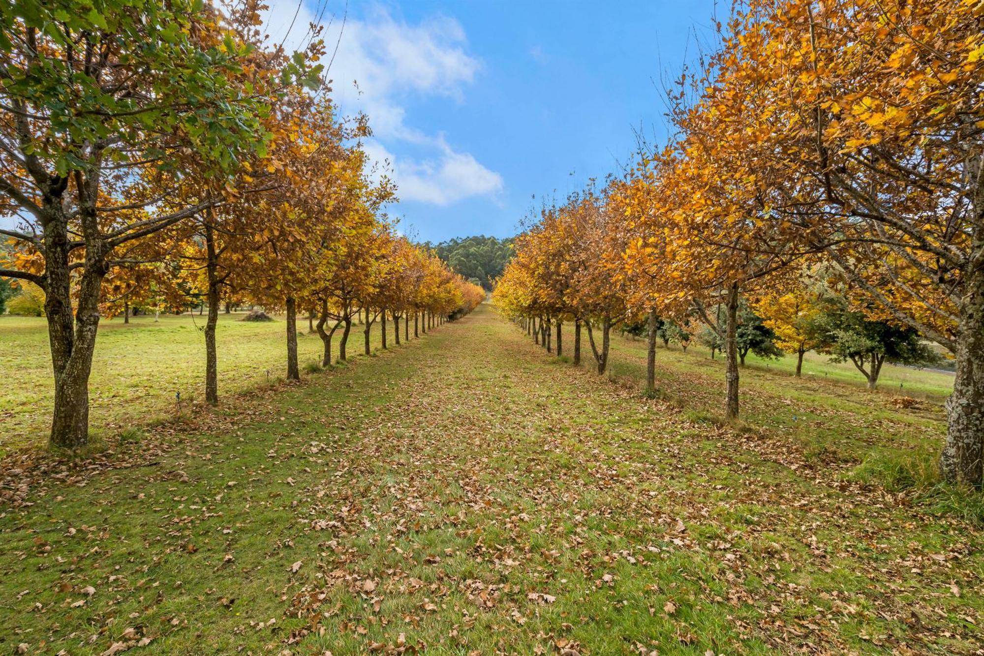 Blackwood Park Cottages Mole Creek Экстерьер фото